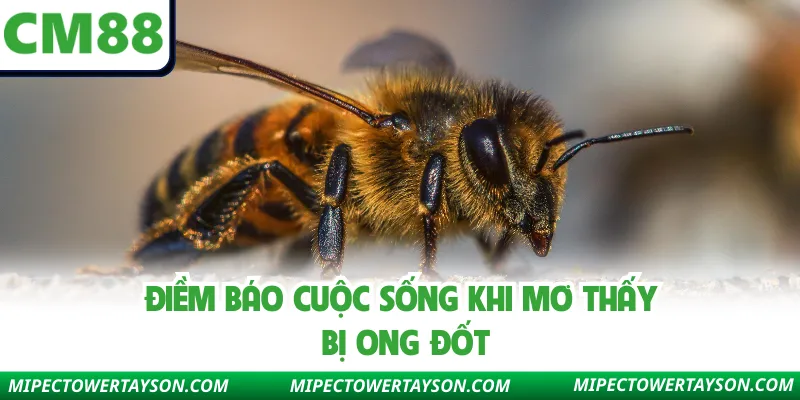 Điềm báo cuộc sống khi mơ thấy bị ong đốt